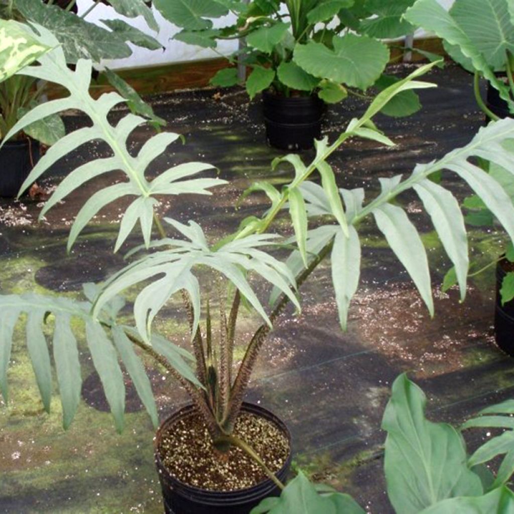Alokasia - Alocasia brancifolia