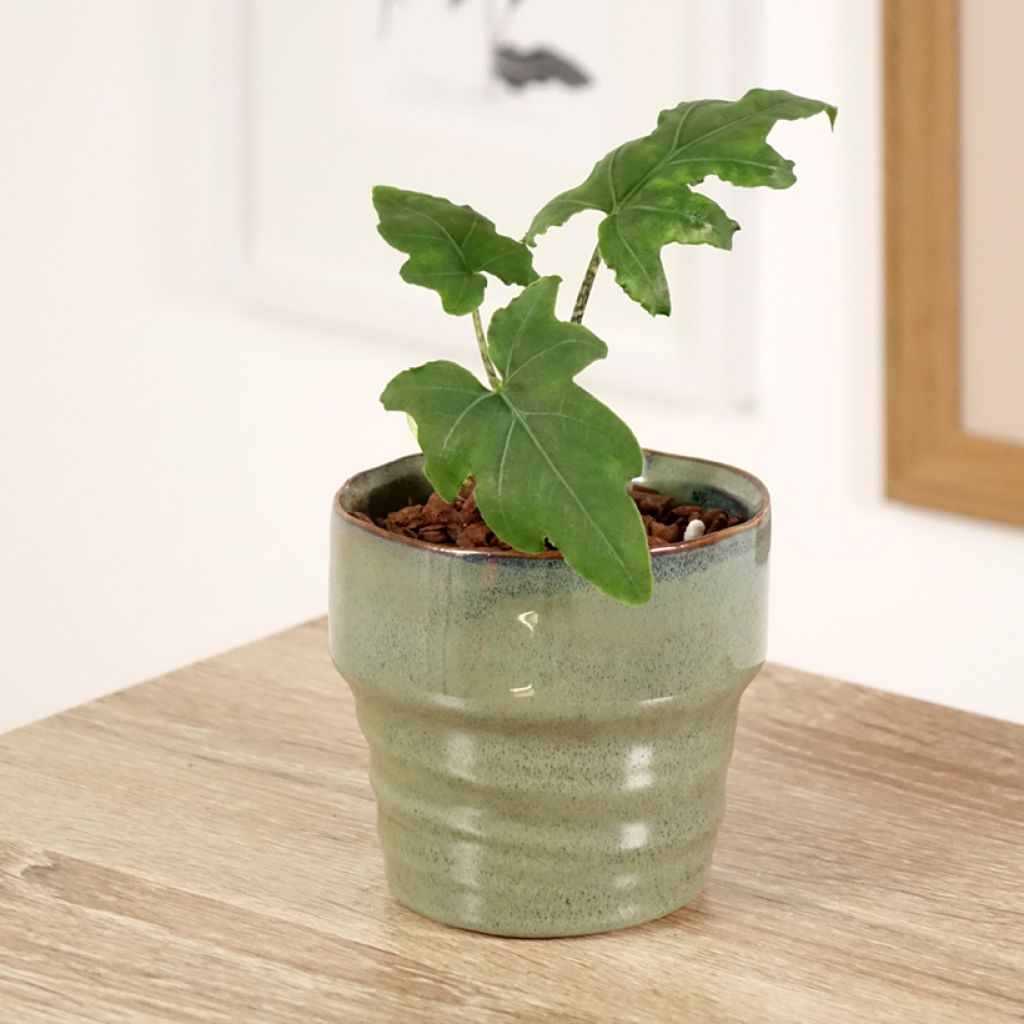 Alokasia - Alocasia brancifolia