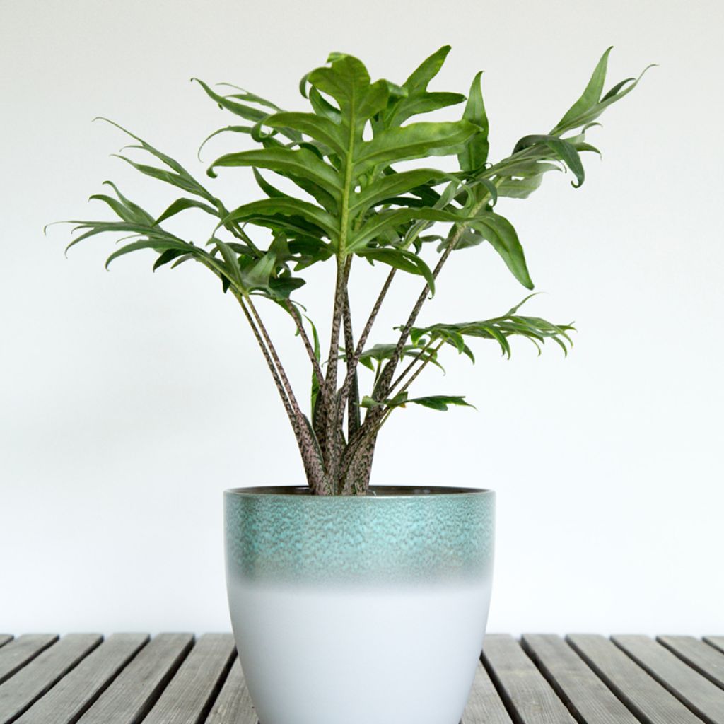 Alokasia - Alocasia brancifolia