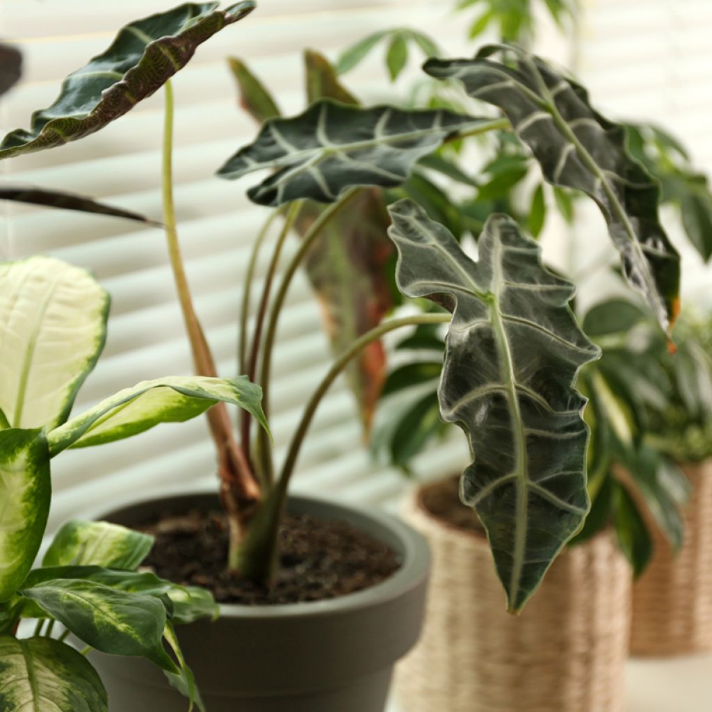 Alokasia Curly Bambino