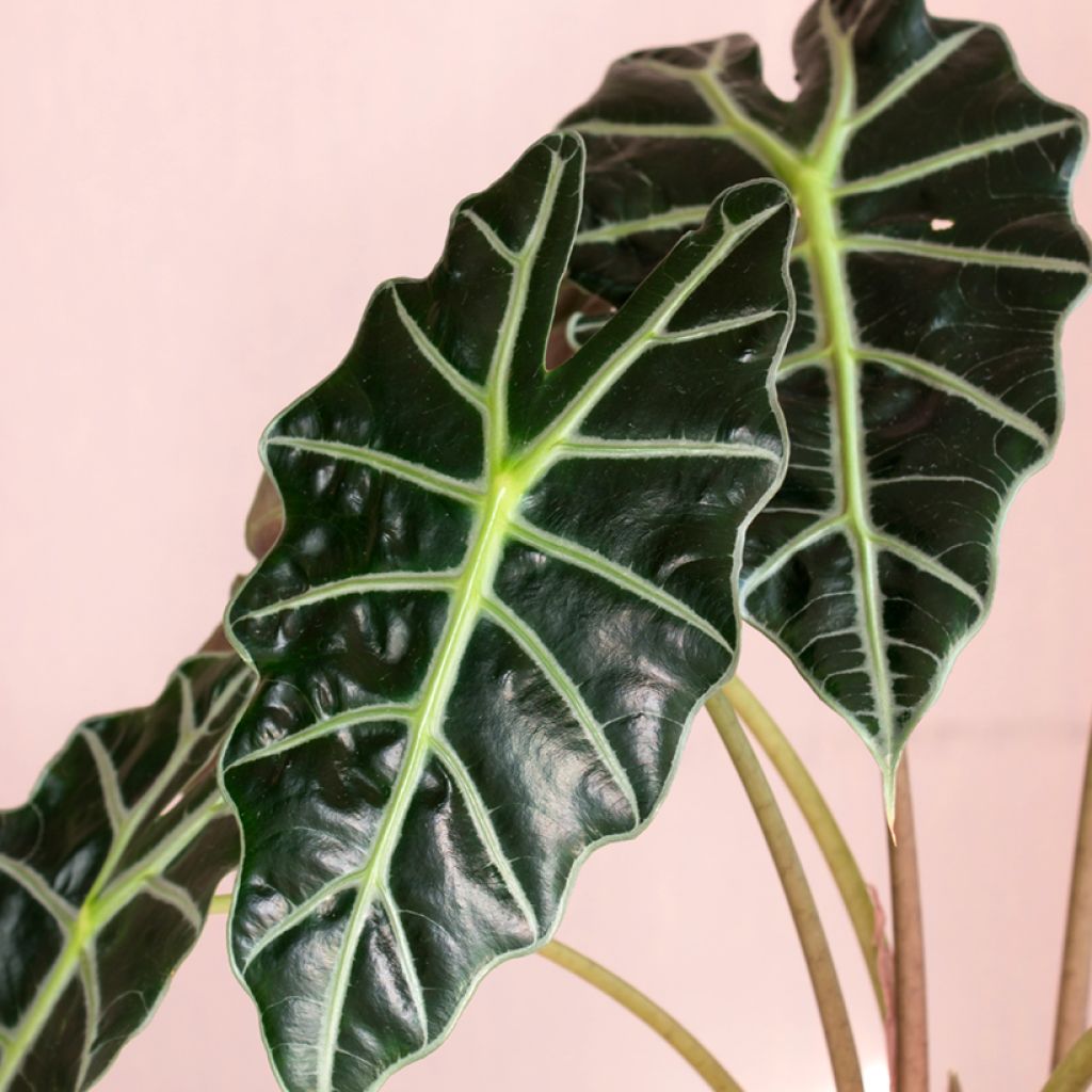Alokasia Curly Bambino