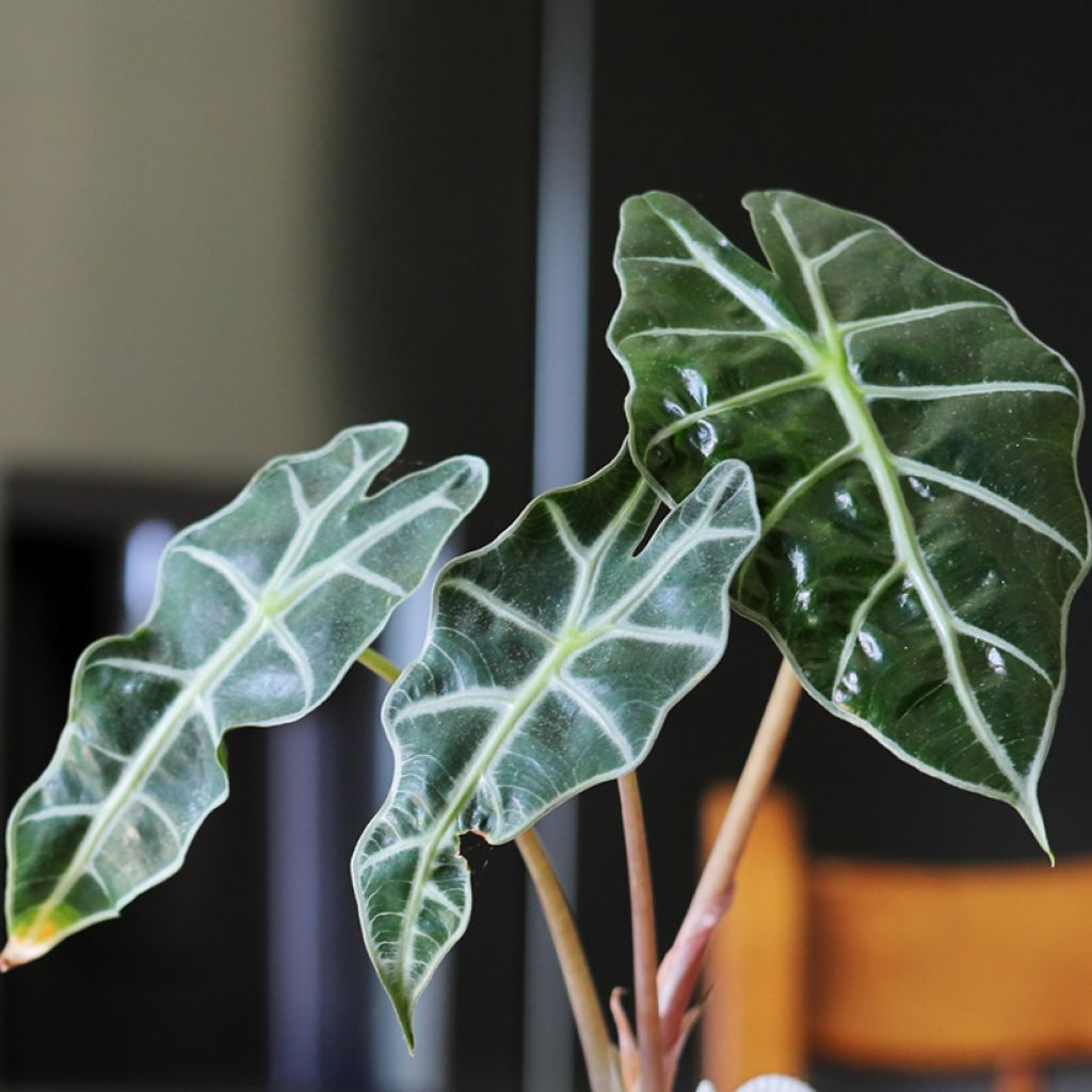Alokasia Curly Bambino