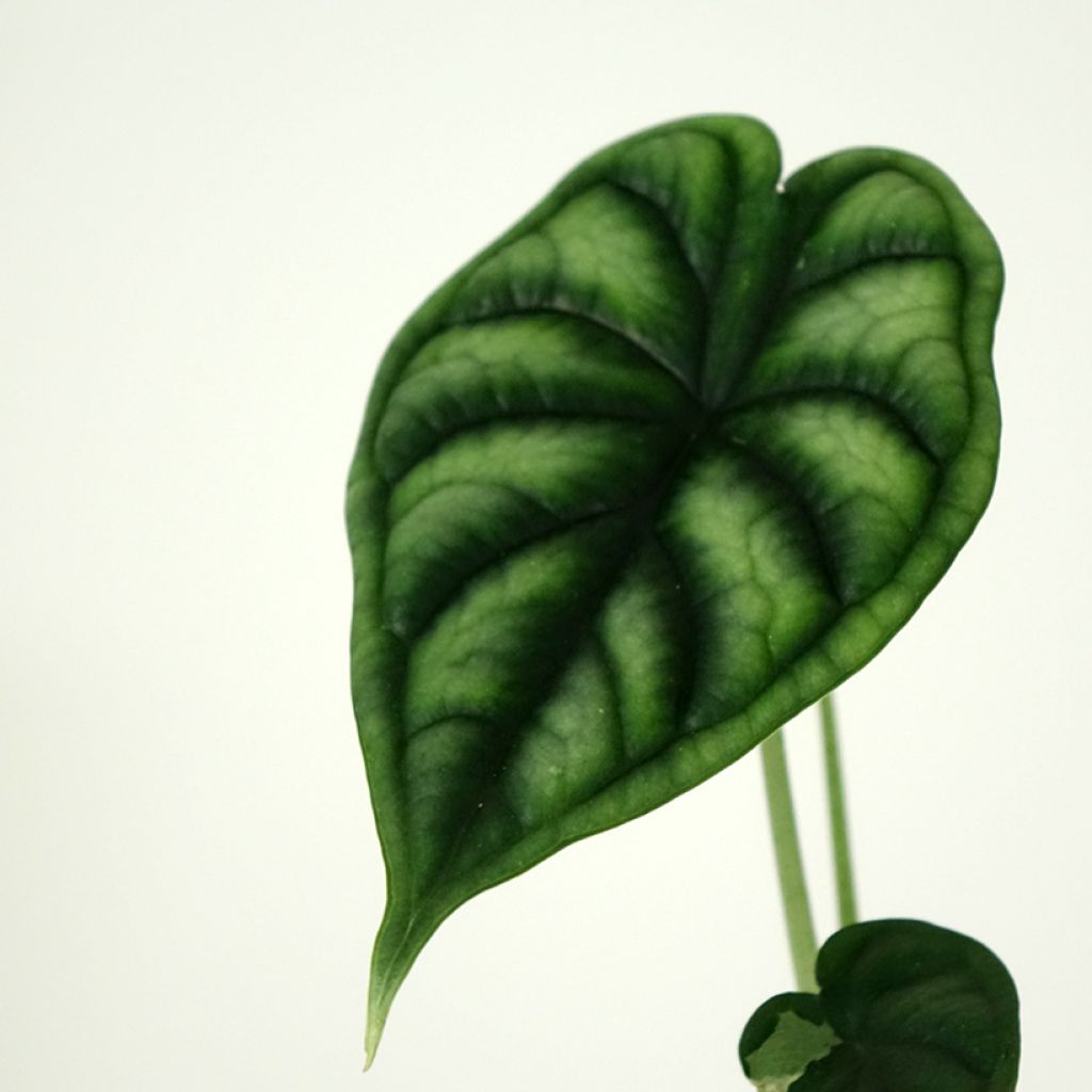 Alokasia Dragon Scale
