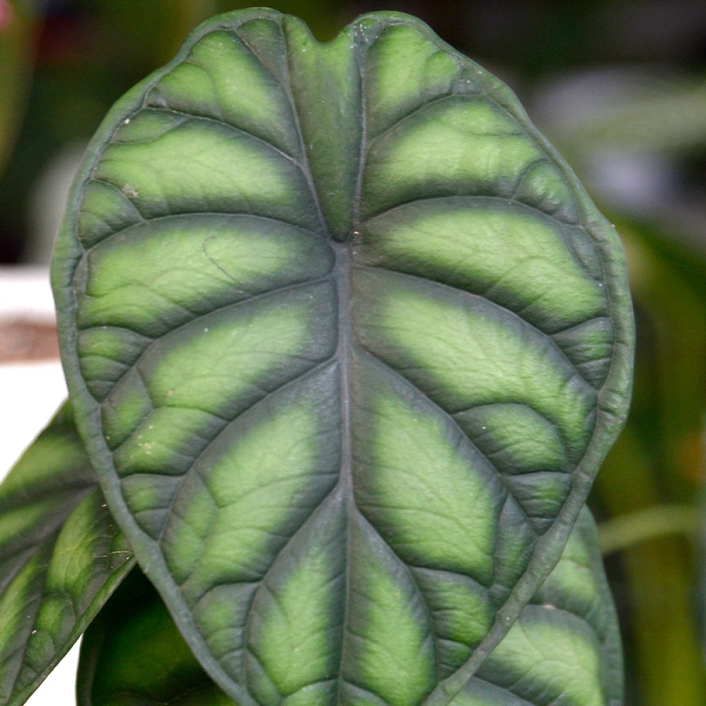 Alokasia Dragon Scale