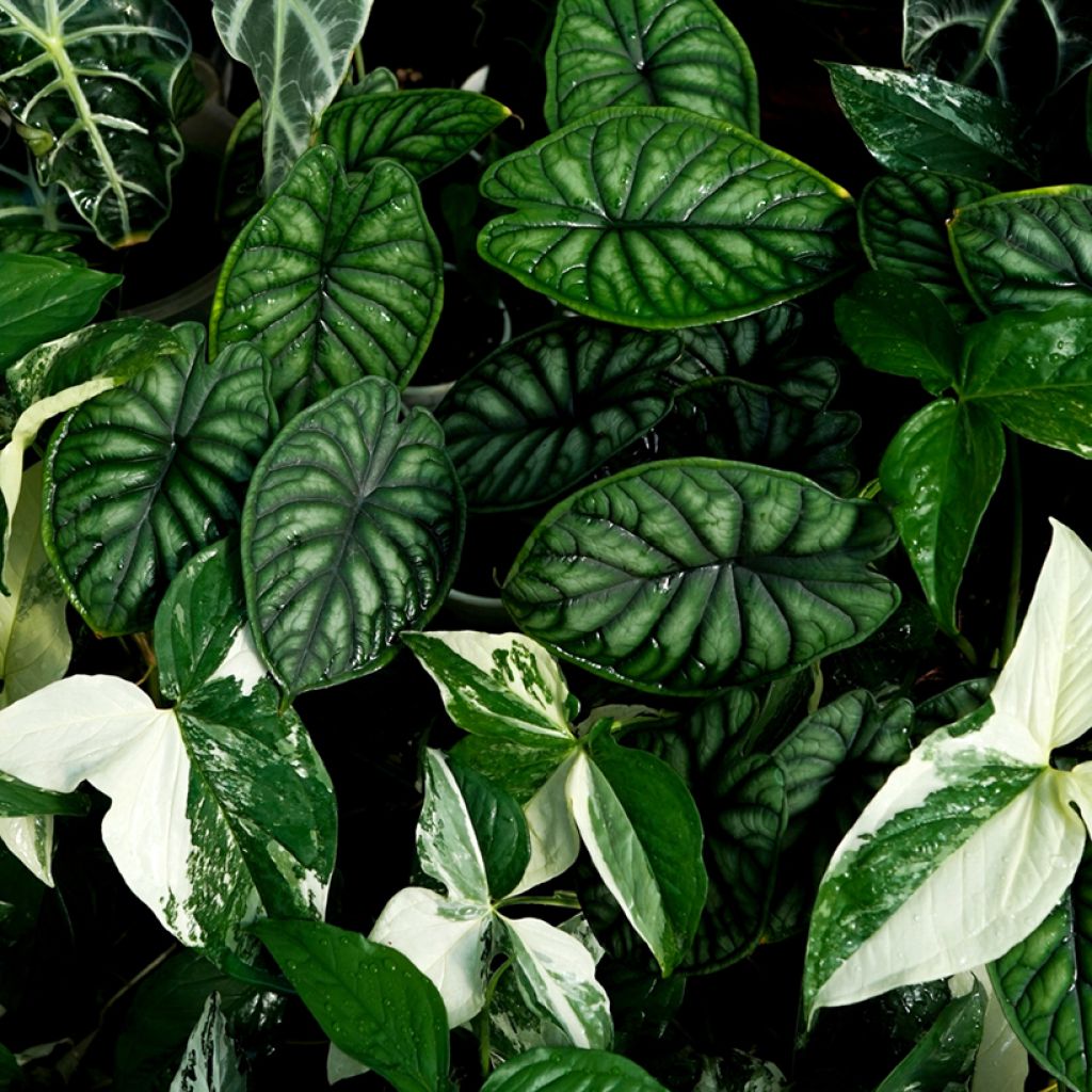 Alokasia Dragon Scale