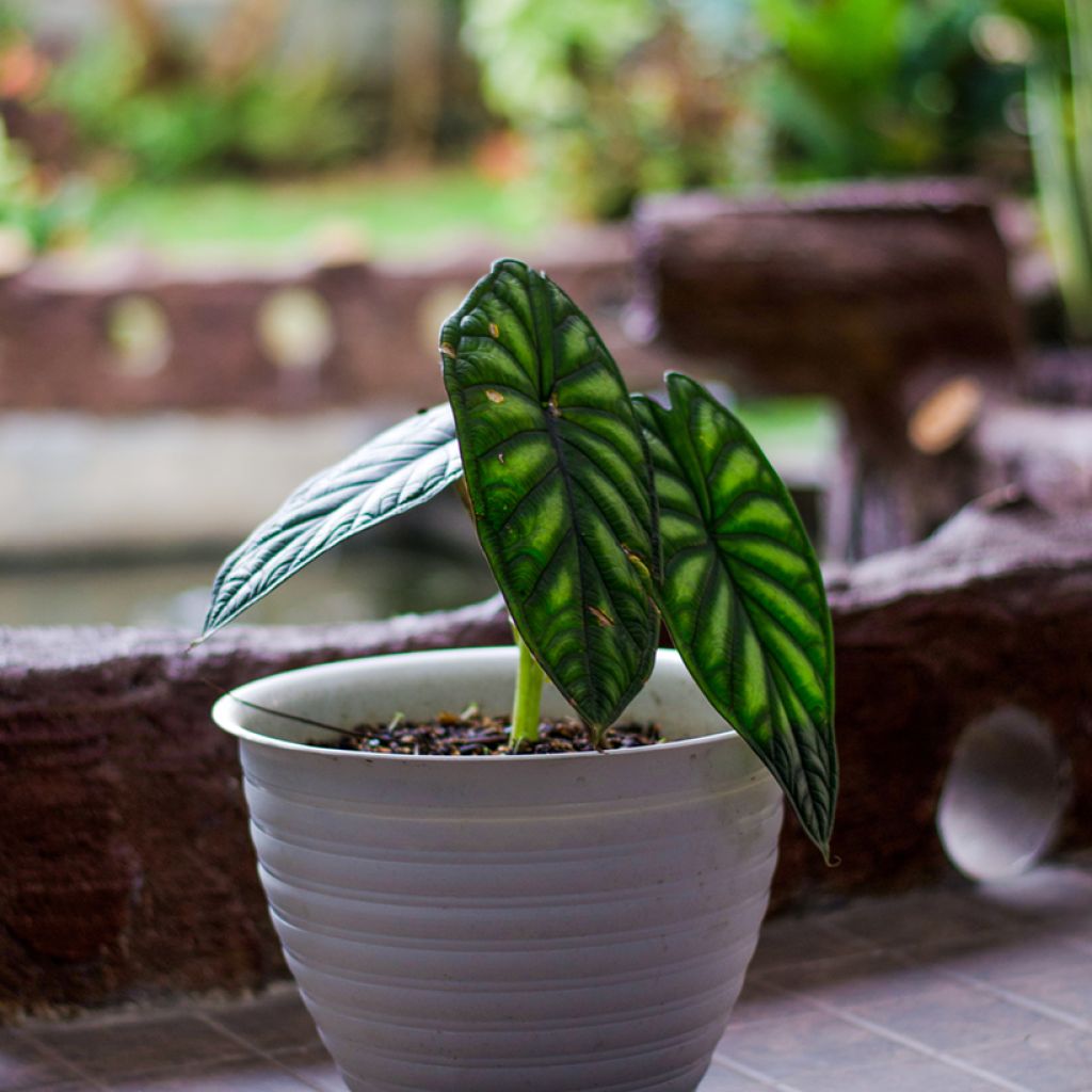 Alokasia Dragon Scale