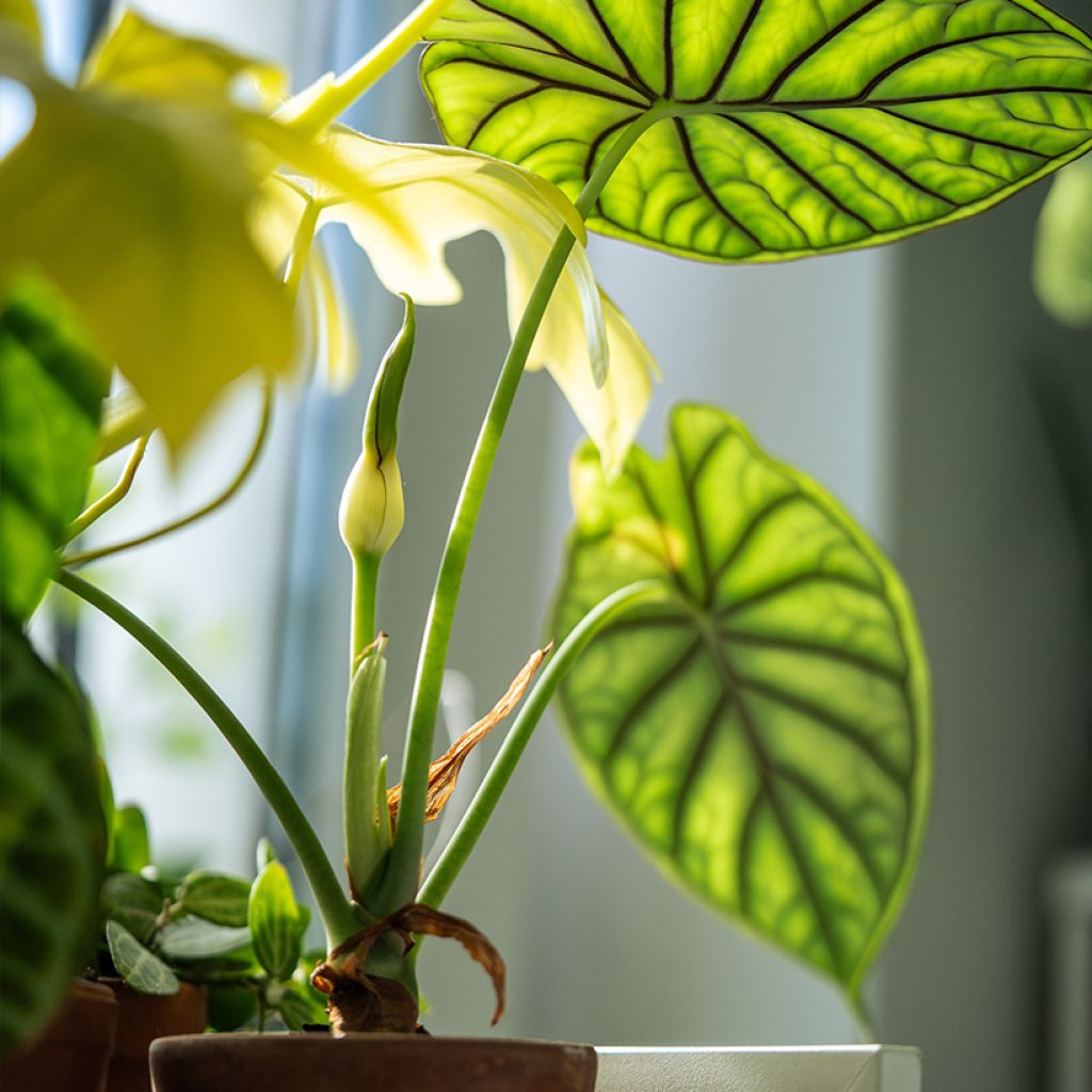 Alokasia Dragon Scale