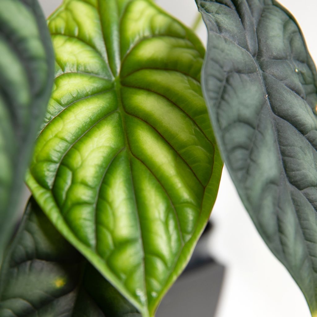 Alokasia Dragon Scale