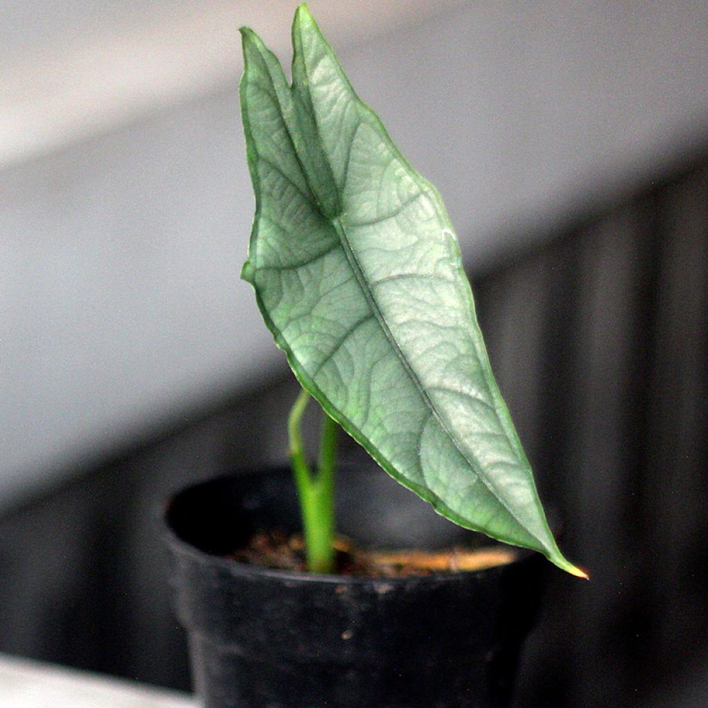 Alokasia - Alocasia heterophylla