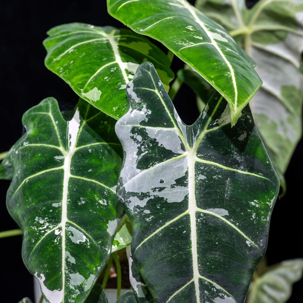 Alokasia Frydek Variegata