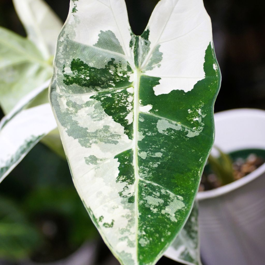 Alokasia Frydek Variegata