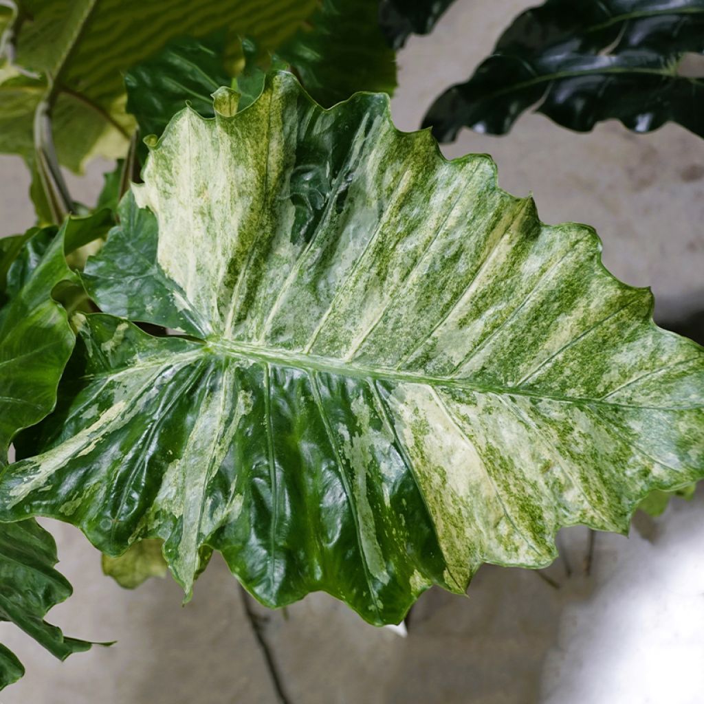 Alokasia Hualong
