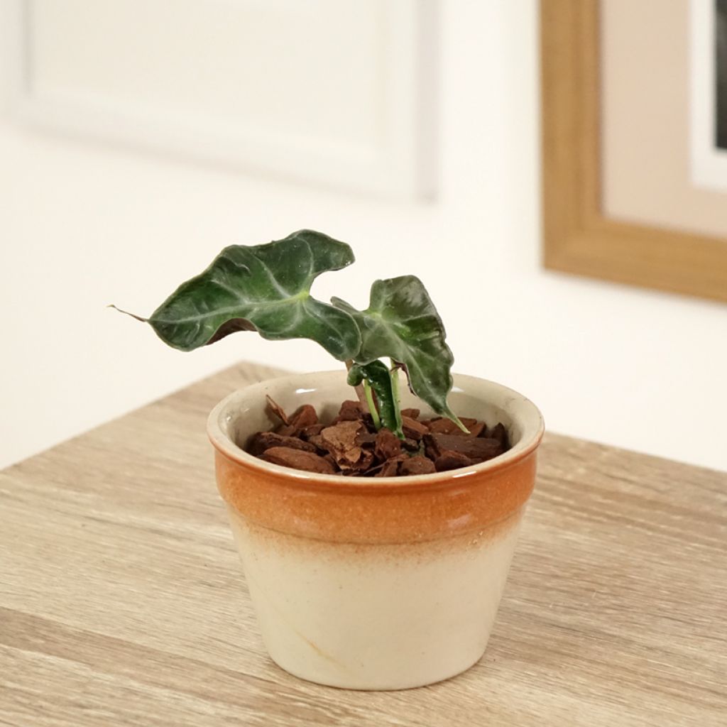 Alokasia Loco