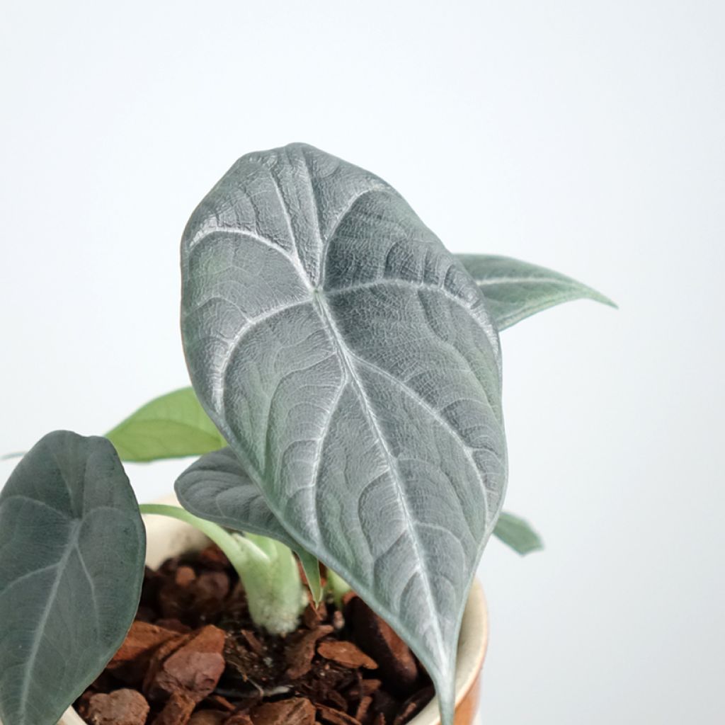 Alokasia Maharani