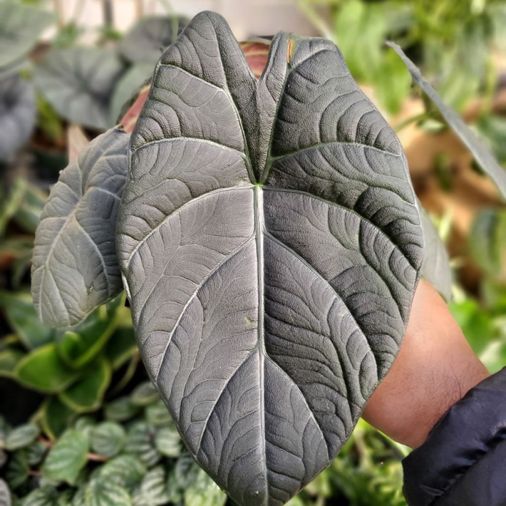 Alokasia Maharani