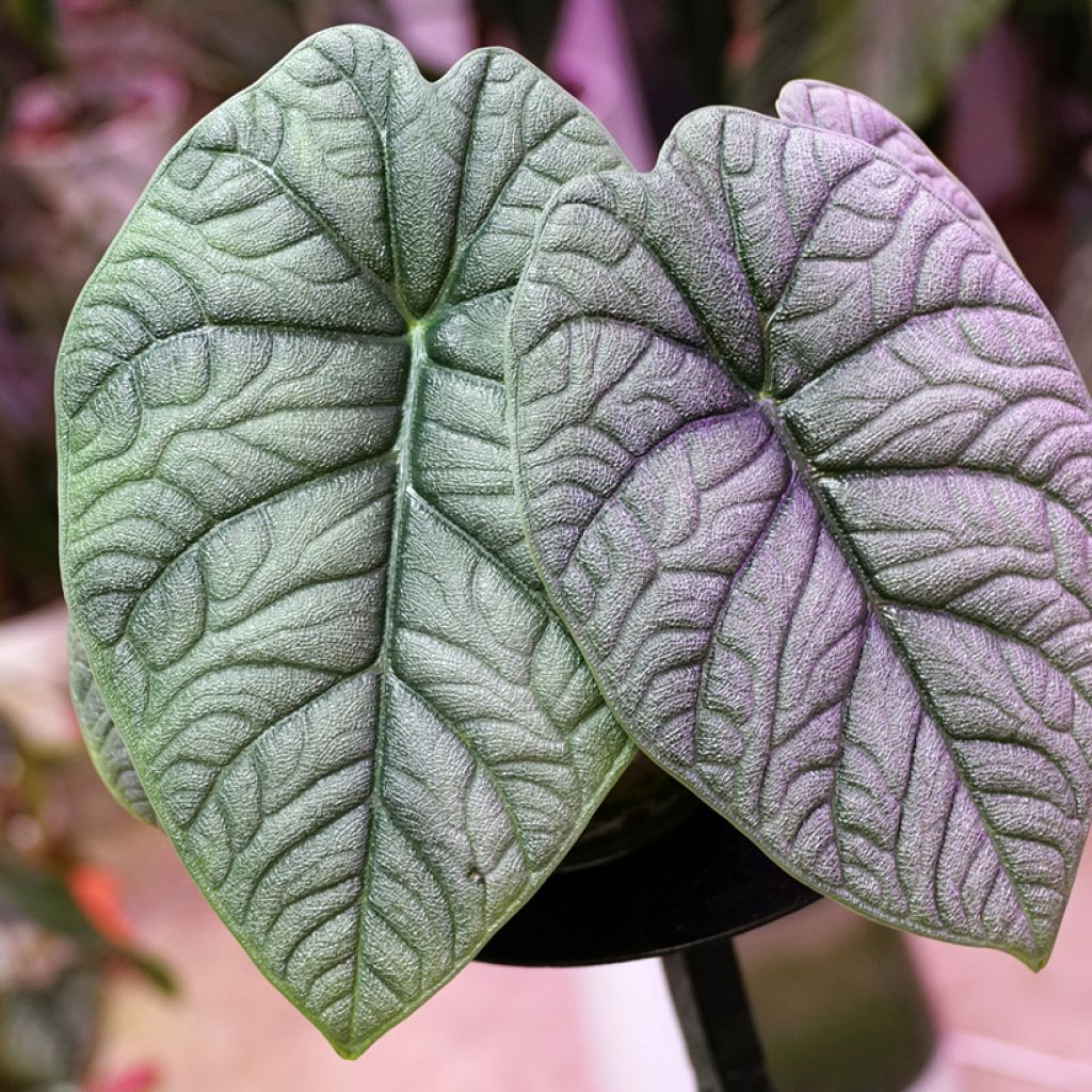 Alokasia - Alocasia melo