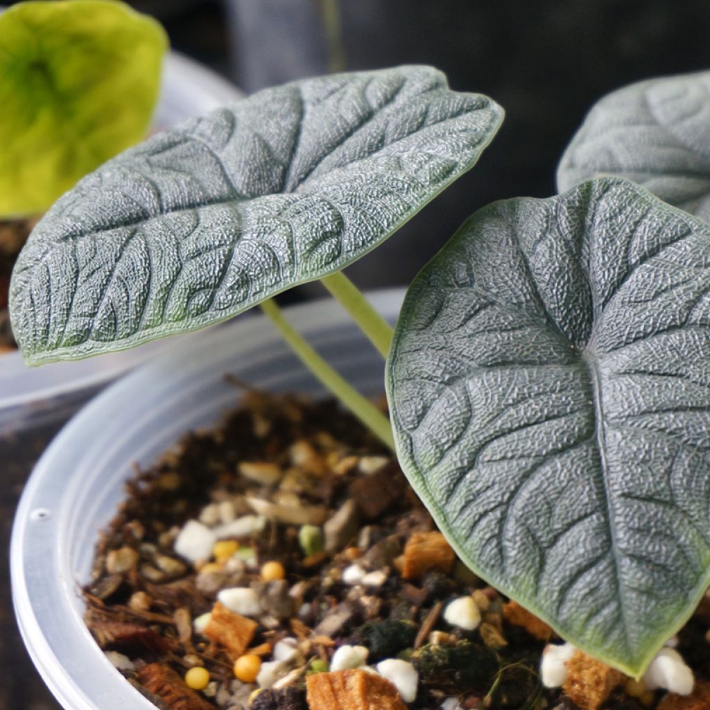 Alokasia - Alocasia melo