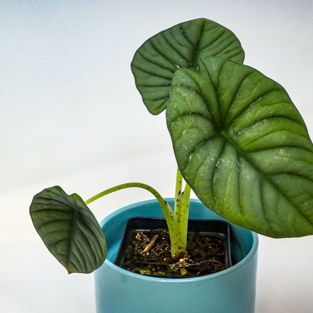 Alokasia - Alocasia nebula