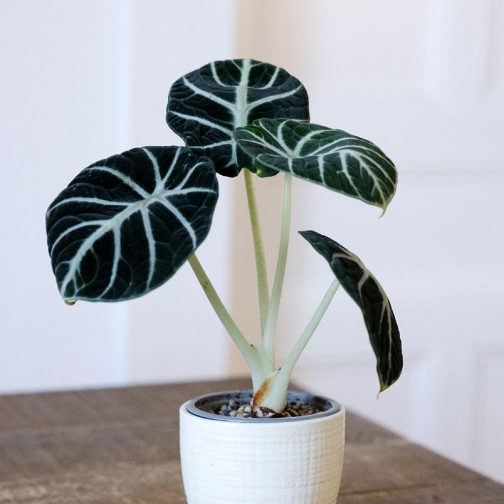 Alokasia Ninja