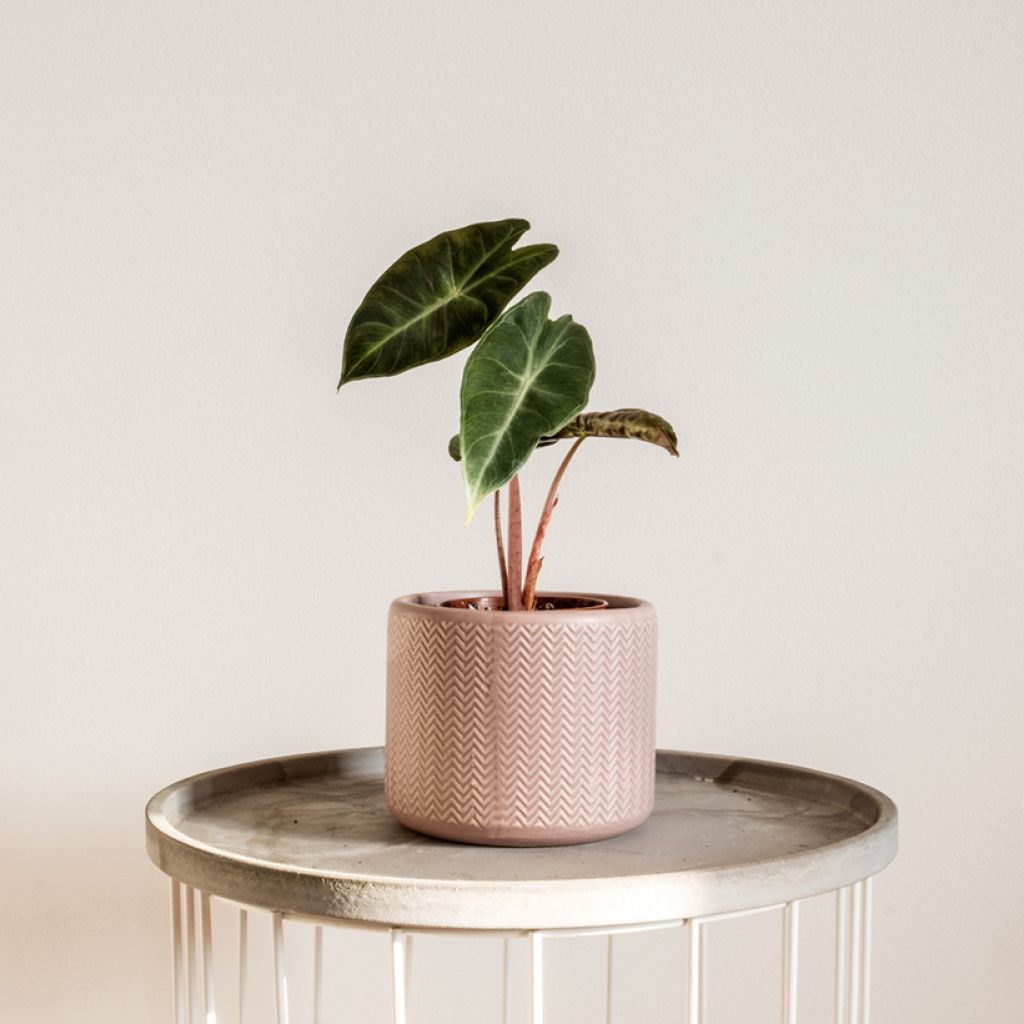 Alokasia Pink Dragon