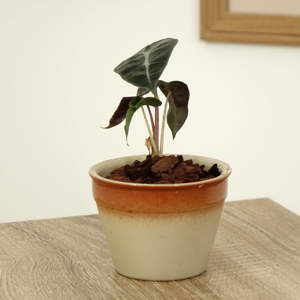 Alokasia Polly