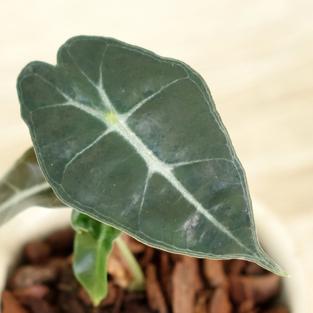 Alokasia Polly