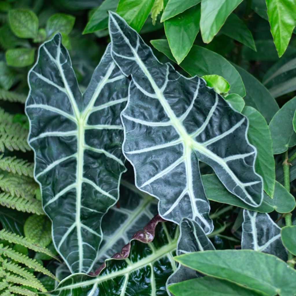 Alokasia Polly