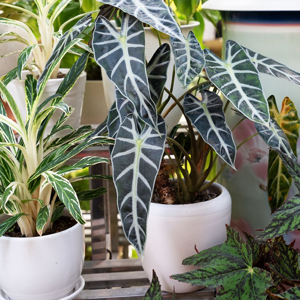 Alokasia Polly