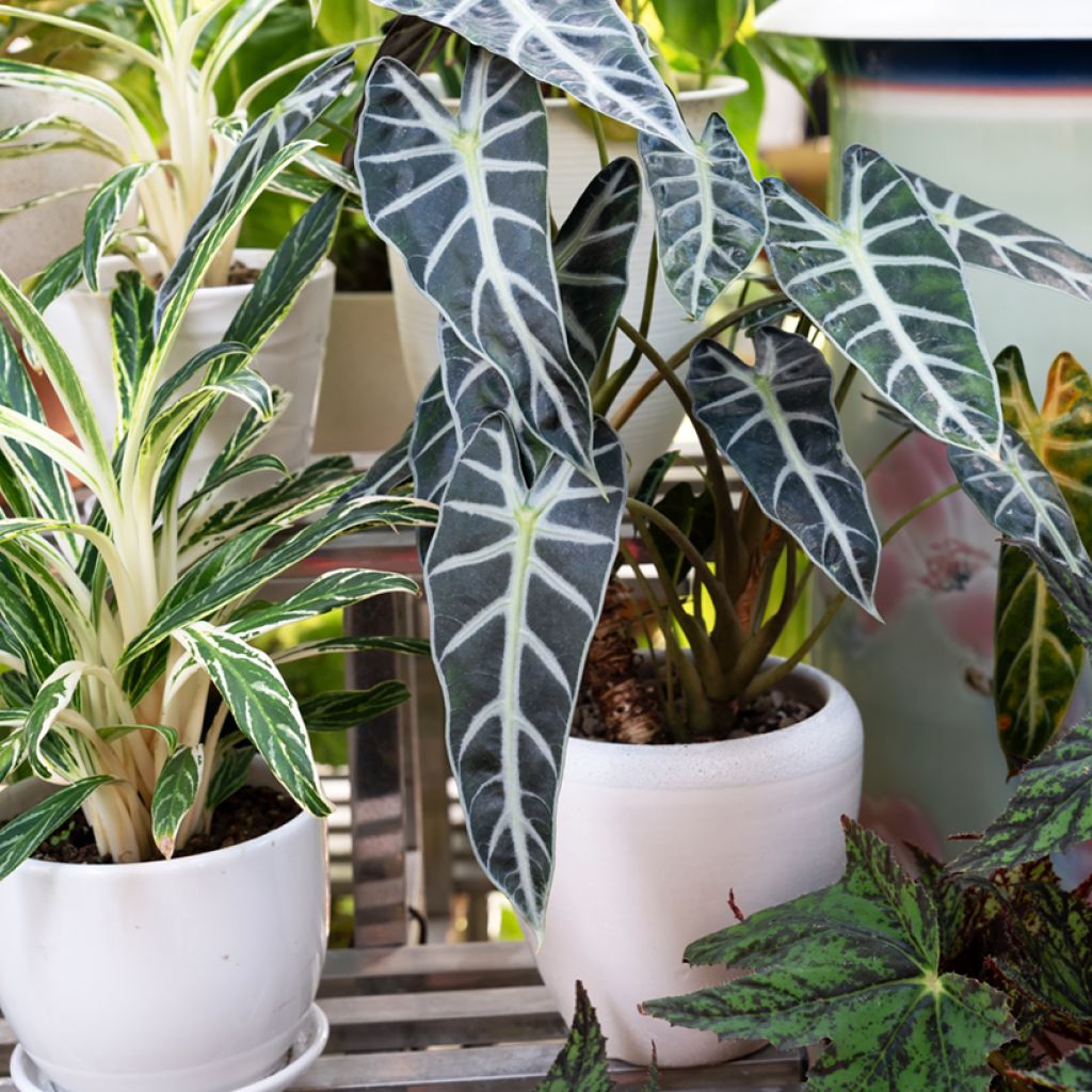 Alokasia Polly