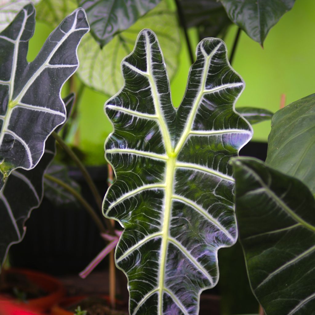 Alokasia Polly