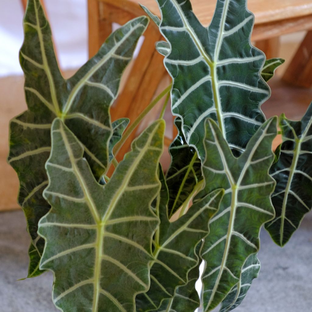 Alokasia Polly