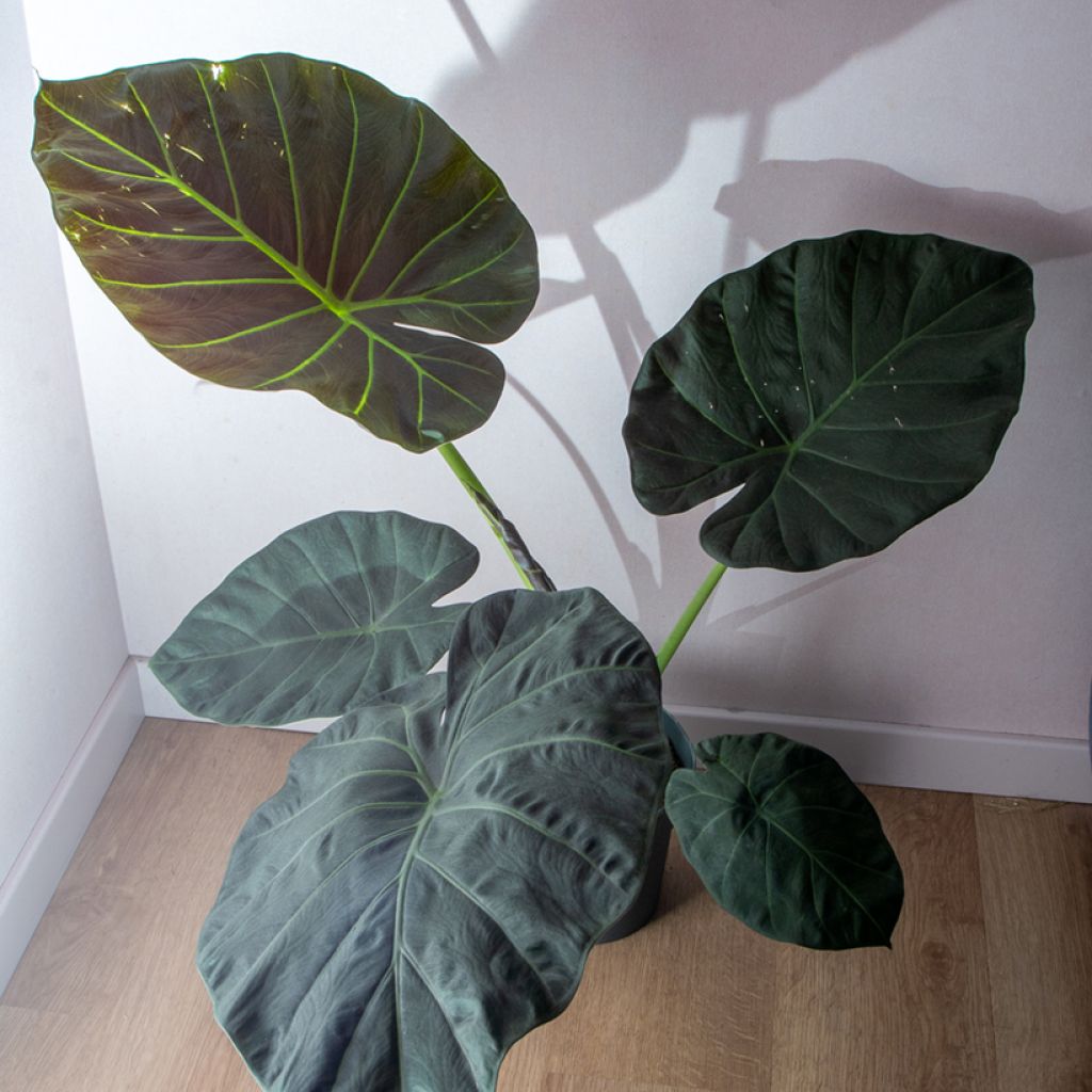 Alokasia Regal Shields