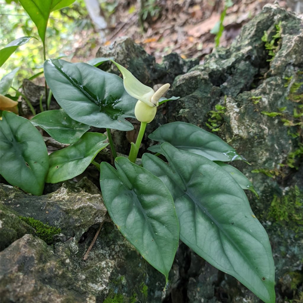Alokasia - Alocasia reversa