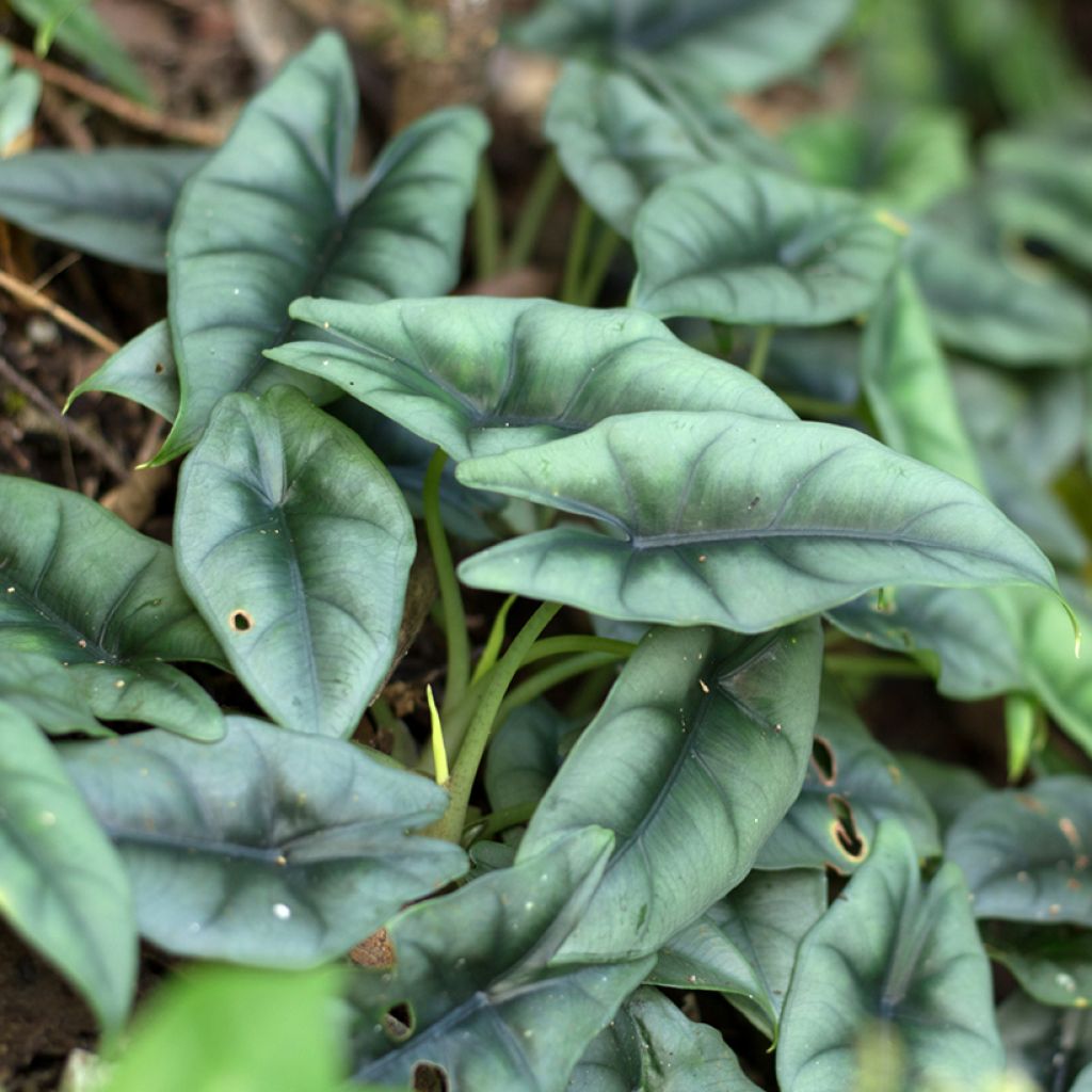 Alokasia - Alocasia reversa