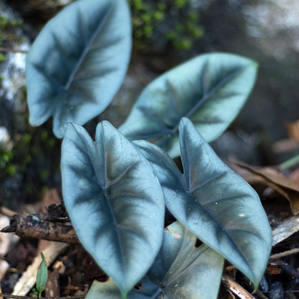 Alokasia - Alocasia reversa