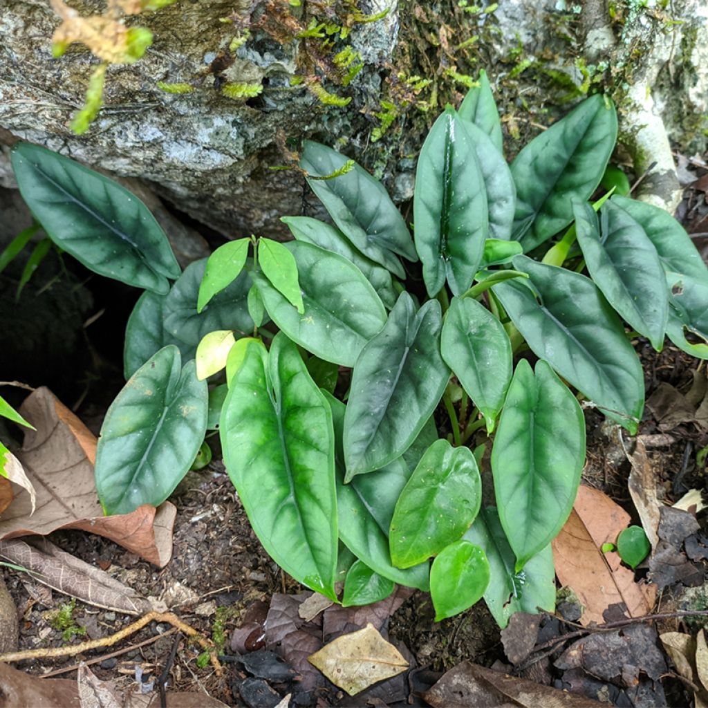 Alokasia - Alocasia reversa