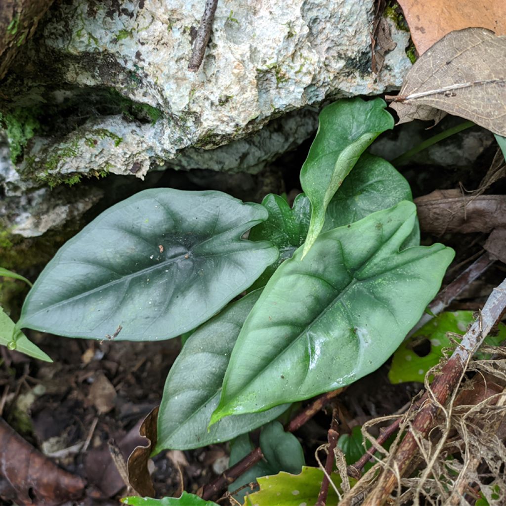 Alokasia - Alocasia reversa