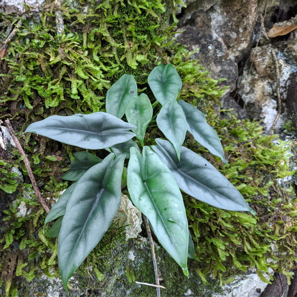 Alokasia - Alocasia reversa