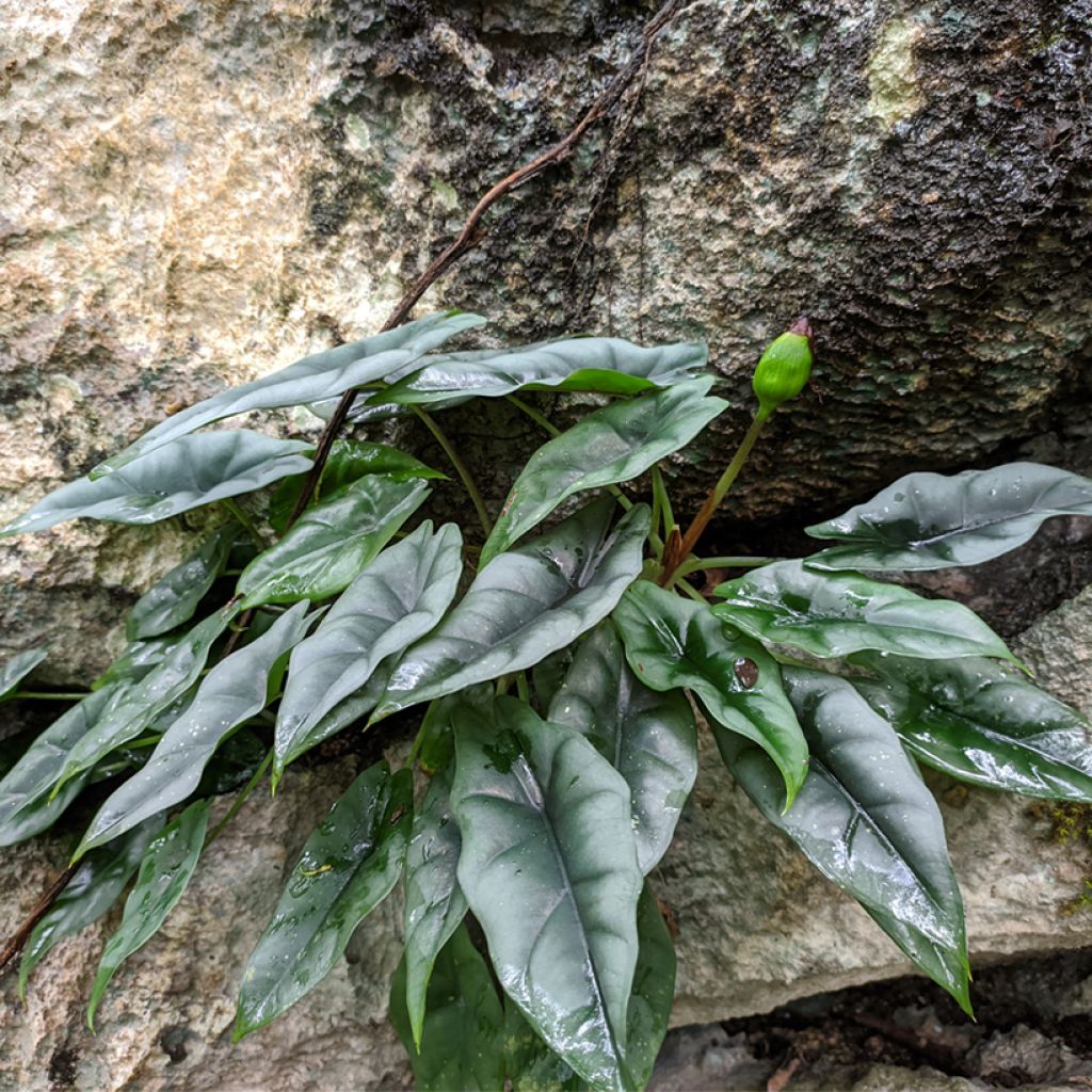 Alokasia - Alocasia reversa