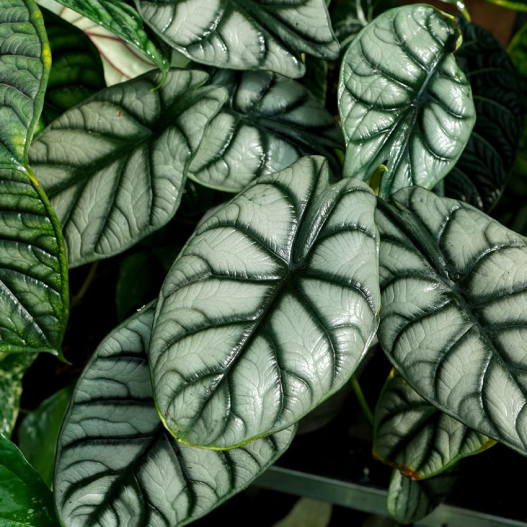 Alokasia Silver Dragon