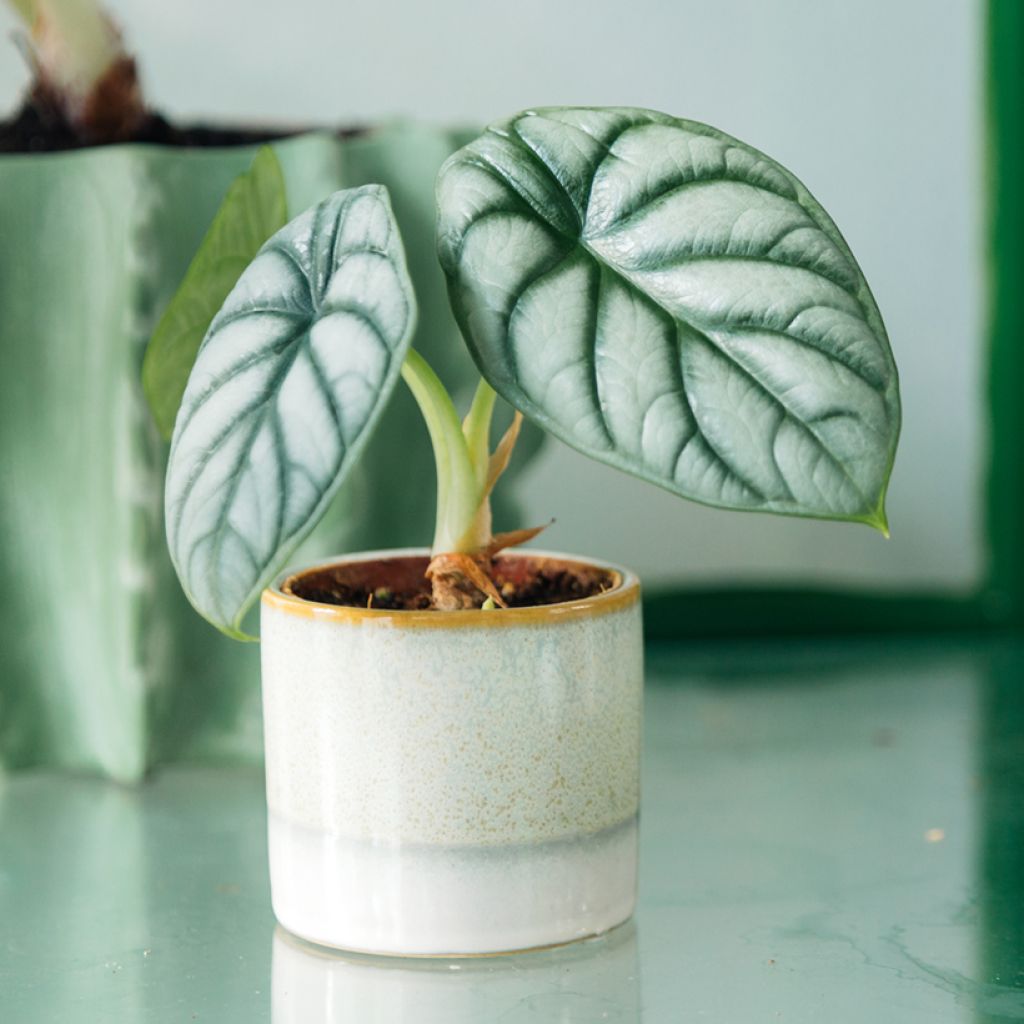 Alokasia Silver Dragon