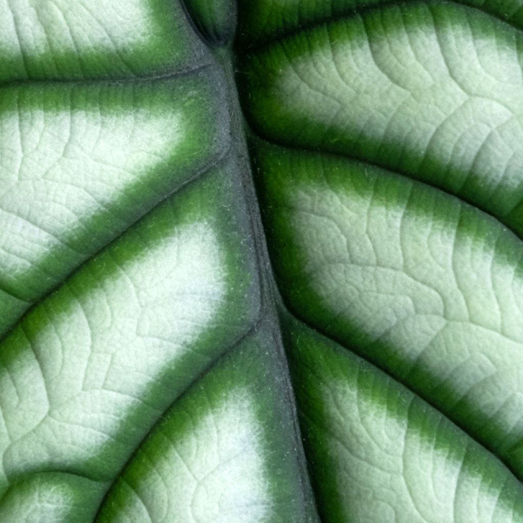 Alokasia Silver Dragon