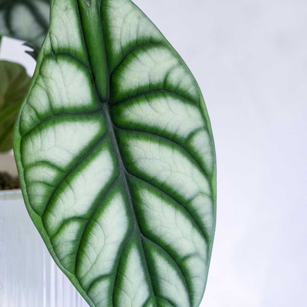Alokasia Silver Dragon