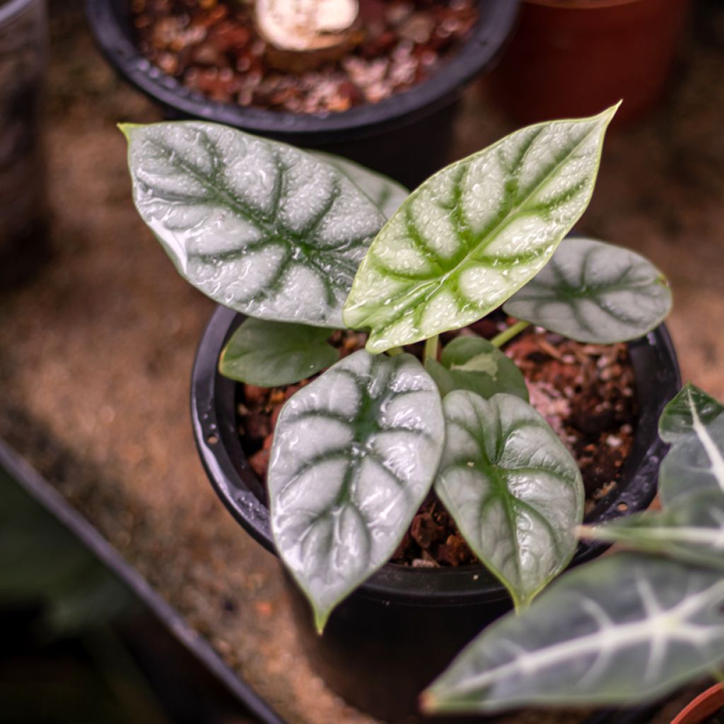 Alokasia Silver Dragon