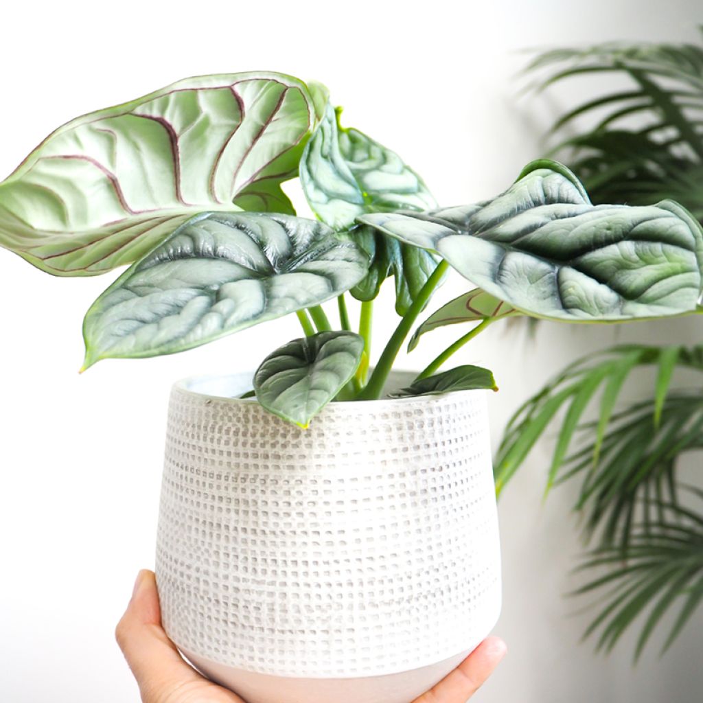 Alokasia Silver Dragon