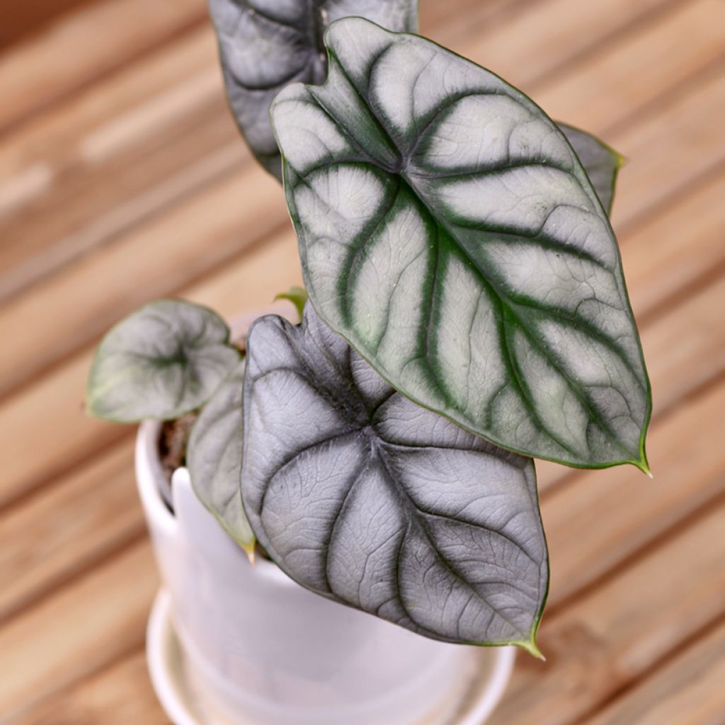Alokasia Silver Dragon