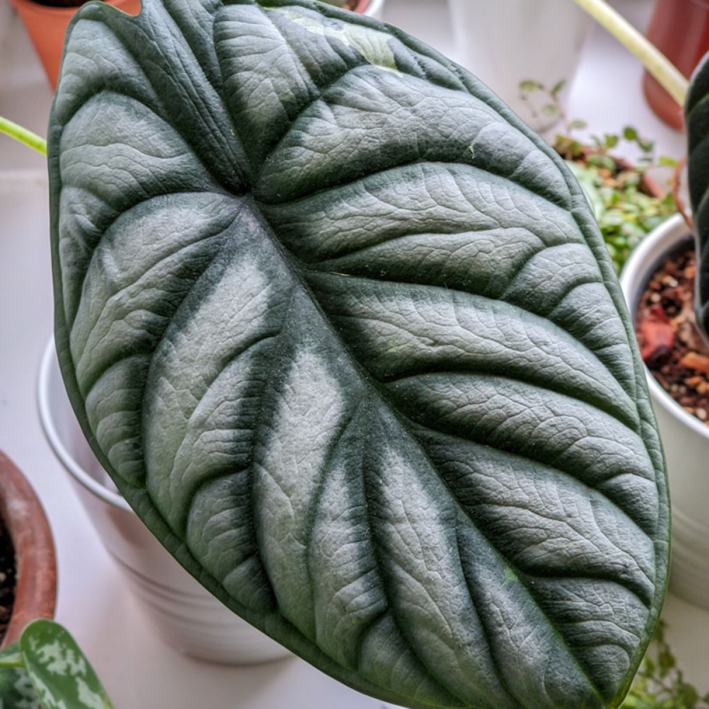 Alokasia Silver Dragon