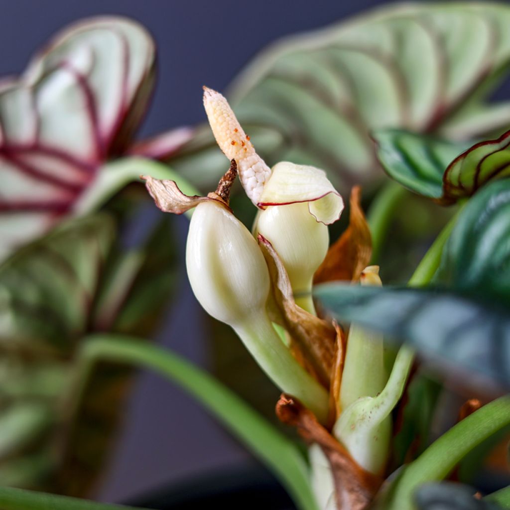 Alokasia Silver Dragon