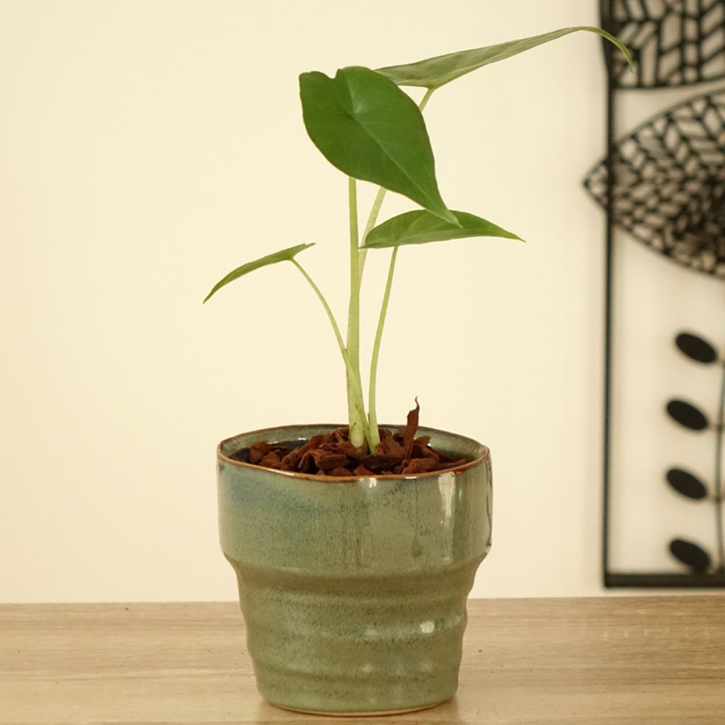 Alokasia Sumo