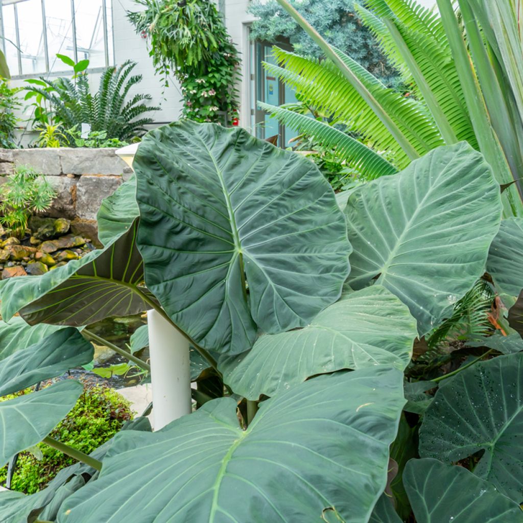 Alokasia Sumo